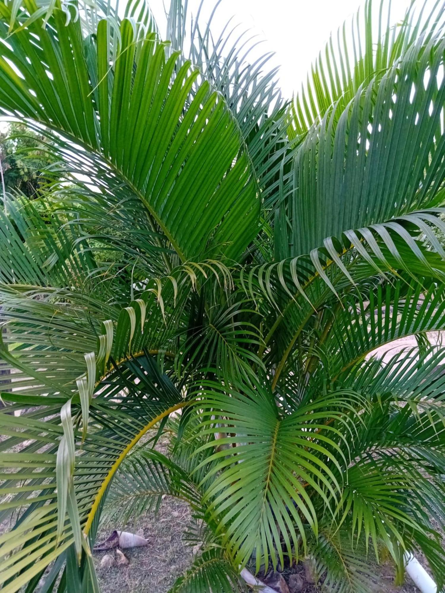 Serenity Seaview Suite Anse La Raye المظهر الخارجي الصورة